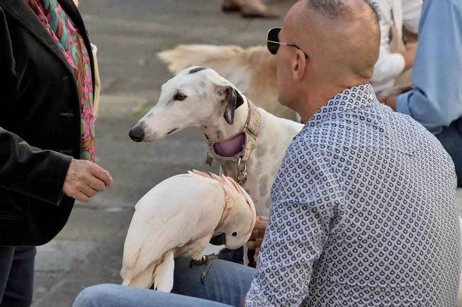 San Francesco, un centinaio gli animali alla benedizione