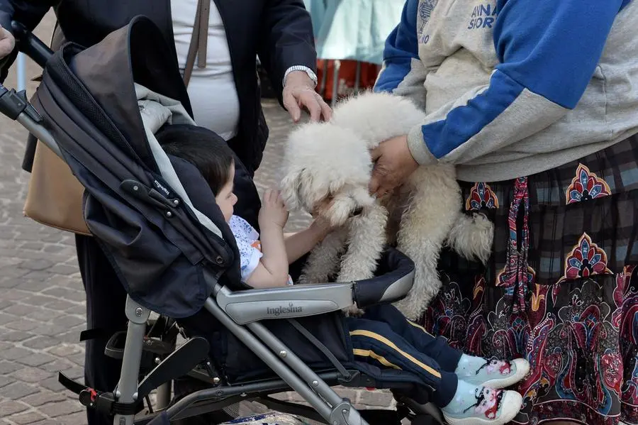 San Francesco, un centinaio gli animali alla benedizione