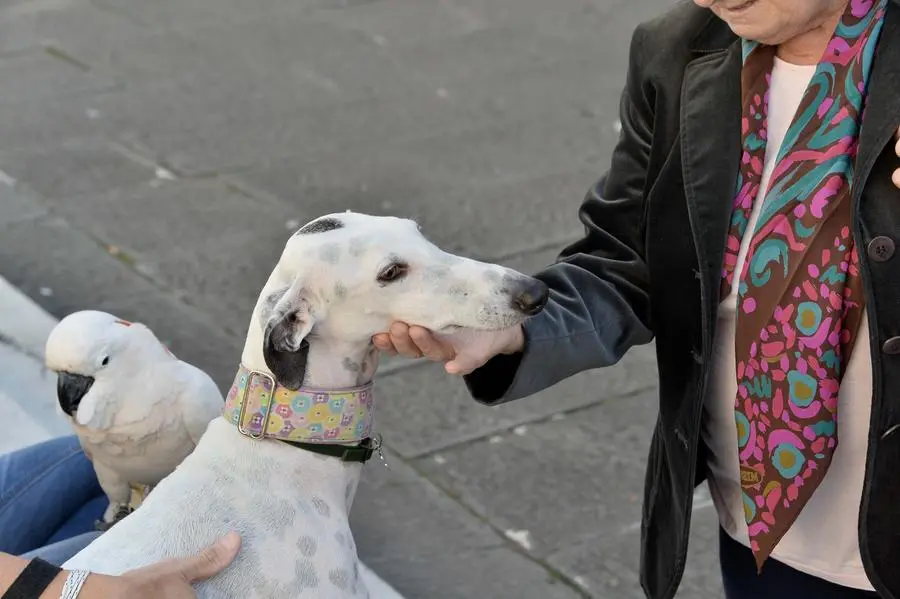 San Francesco, un centinaio gli animali alla benedizione