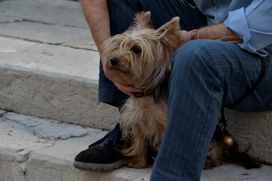 San Francesco, un centinaio gli animali alla benedizione