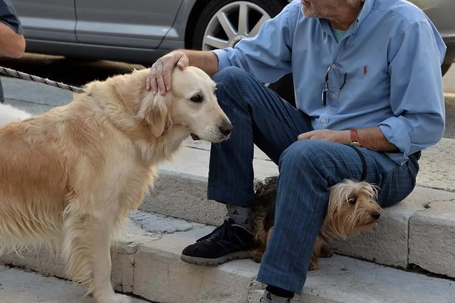 San Francesco, un centinaio gli animali alla benedizione