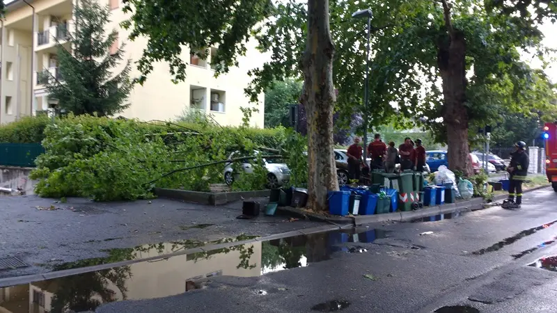 Alberi sulle auto in sosta a Rovato