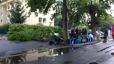 Alberi sulle auto in sosta a Rovato