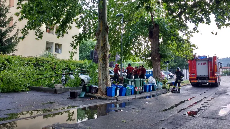 Alberi sulle auto in sosta a Rovato