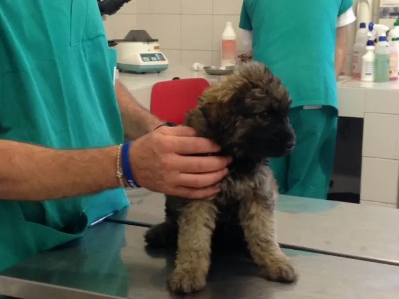 Cani e gatti: un'app a misura di padrone