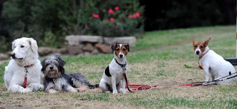 Cani e gatti: un'app a misura di padrone
