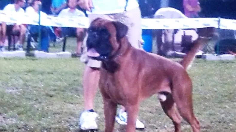 Achille, un boxer da podio