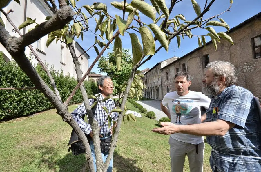 Gli alberi di Hiroshima e Nagasaki