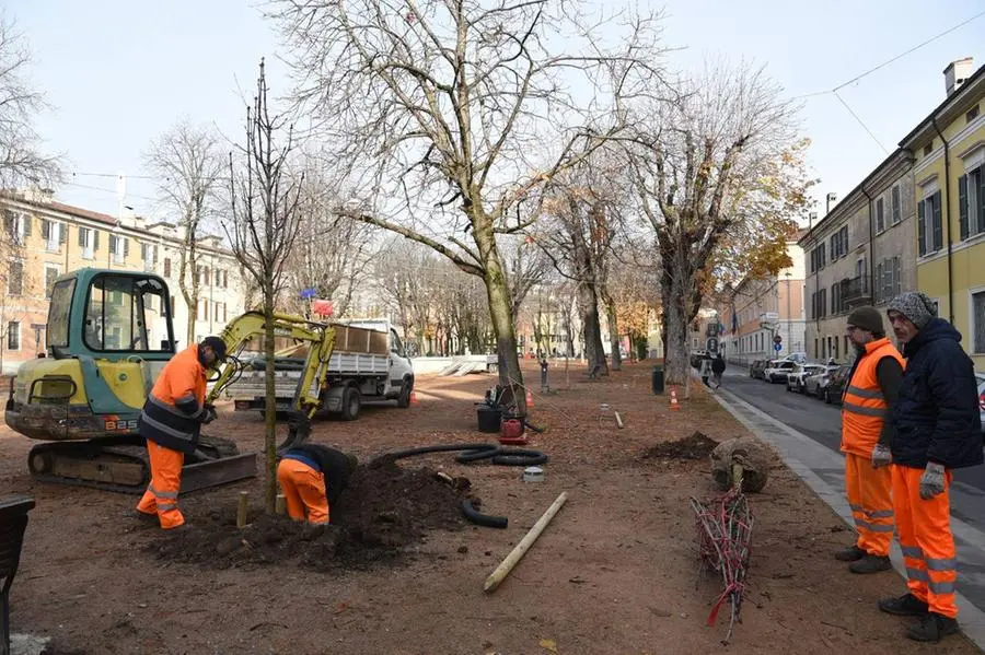 La piantumazione dei nuovi alberi in piazza Tebaldo e in via Turati