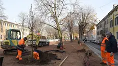 La piantumazione dei nuovi alberi in piazza Tebaldo e in via Turati