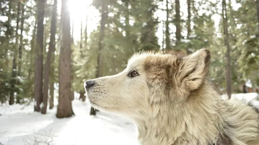 Per secoli abbiamo cantato che «sàlta föra ’l lùf dal bosco / con la barba néra néra»