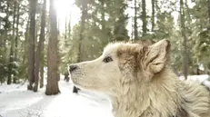 Per secoli abbiamo cantato che «sàlta föra ’l lùf dal bosco / con la barba néra néra»