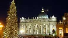 L’abete rosso Albero di Natale vaticano in piazza San Pietro - © www.giornaledibrescia.it