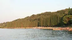 Il monumentale «fronte» di cipressi che costeggia il Garda vicino al camposanto cittadino - © www.giornaledibrescia.it