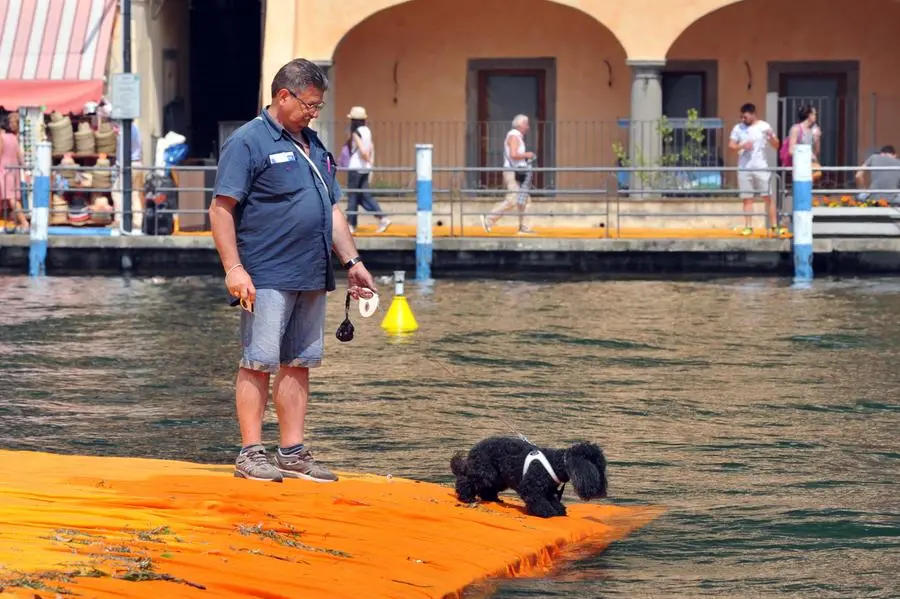 Cani in passerella