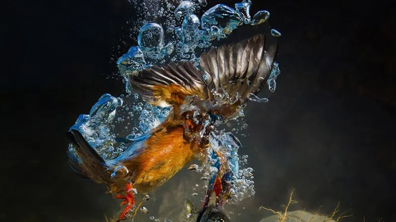 "Preso". Lo scatto di Massimo Zanotti selezionato dalla nazionale italiana Fiap per difendere il titolo mondiale di fotografia naturalistica