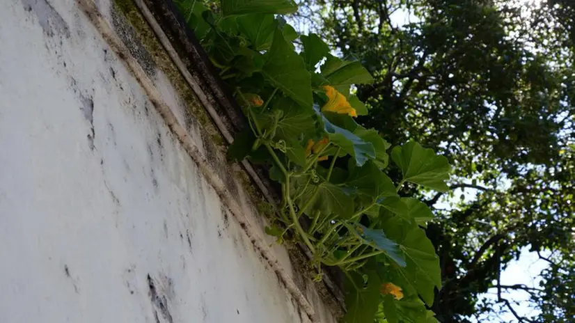 Fiori di zucca in corso Magenta