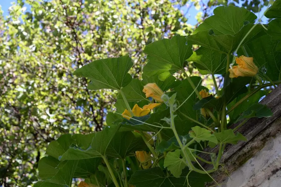 Fiori di zucca in corso Magenta