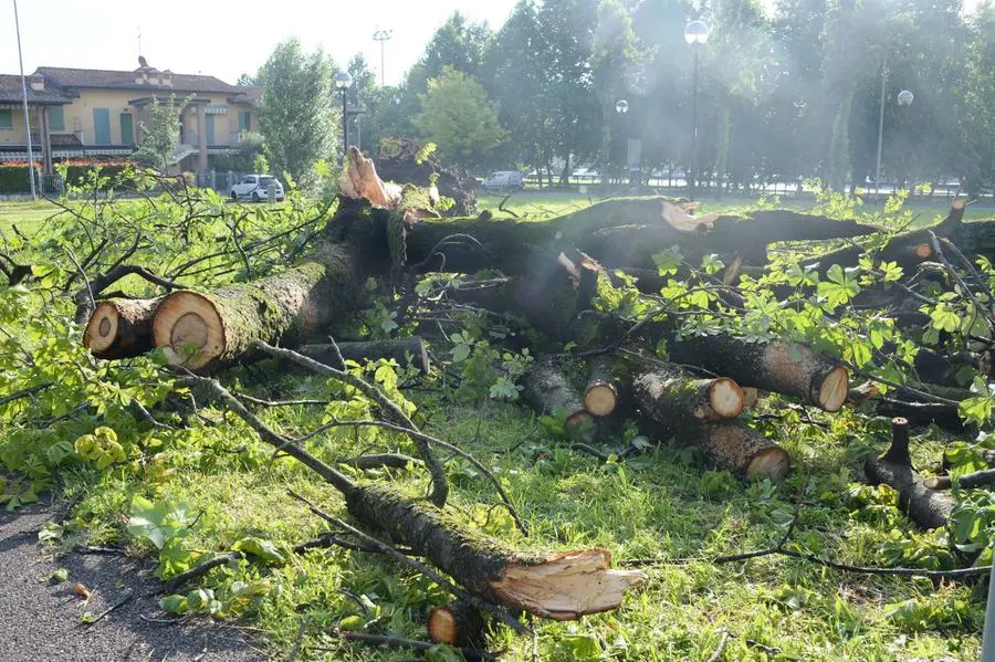 L'albero abbattuto a San Zeno