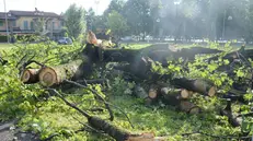 L'albero abbattuto a San Zeno