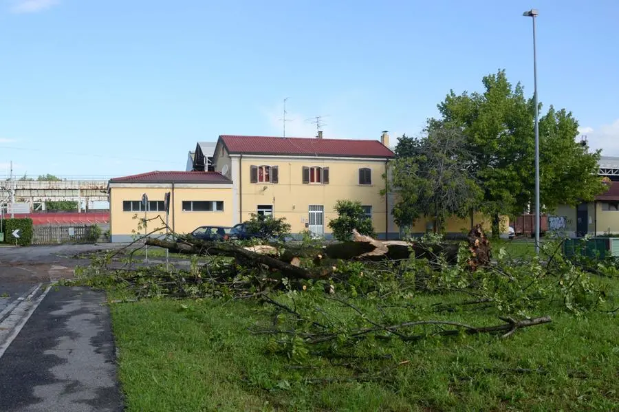 L'albero abbattuto a San Zeno