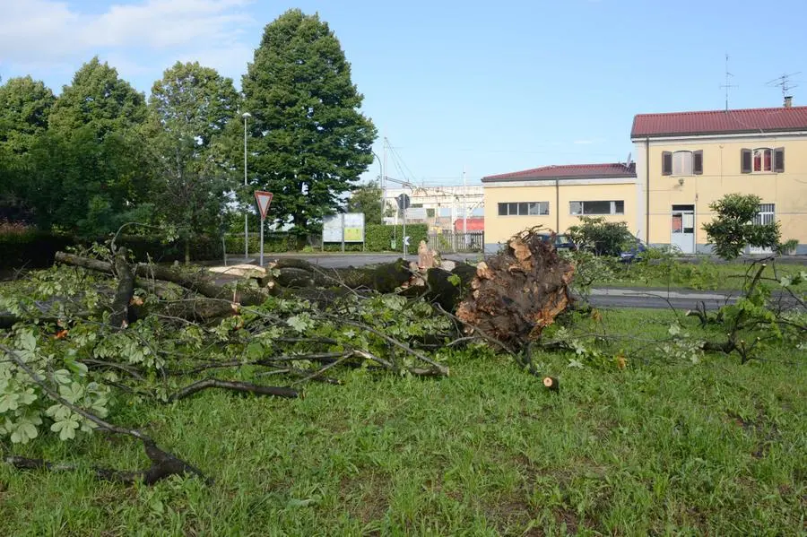 L'albero abbattuto a San Zeno