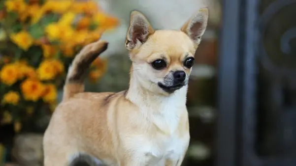 May Bee, la chihuahua bresciana campionessa mondiale