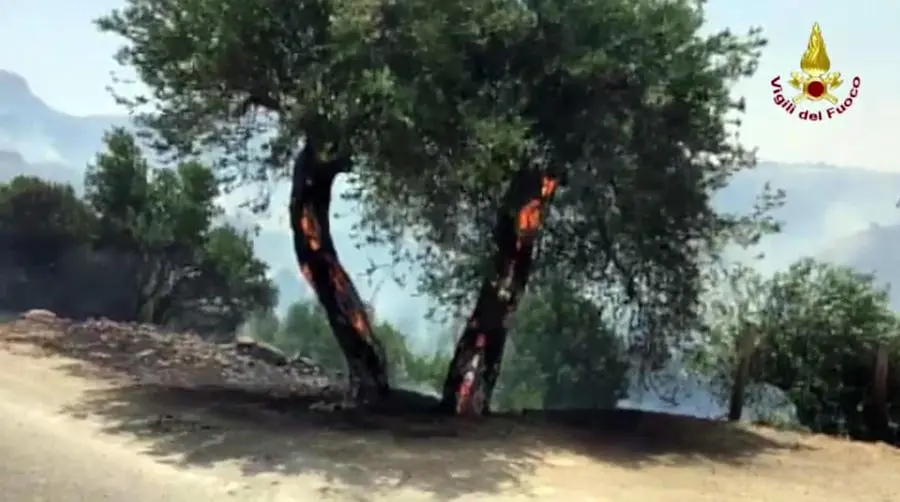 Incendi nel palermitano