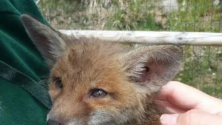Il cucciolo di volpe e il capriolo portati al Cras