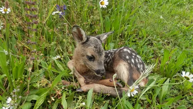 Il salvataggio della cucciola di capriolo