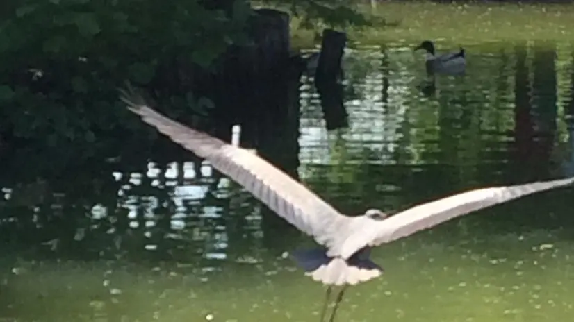 L'airone cinersino al Parco Ducos