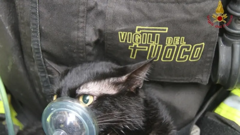 Il gattino soccorso dai Vigili del Fuoco