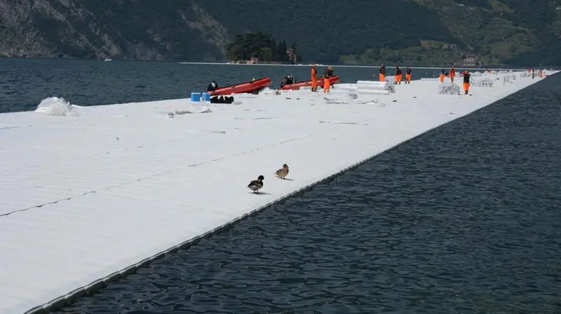 Operai, gommoni e anatre... in passerella