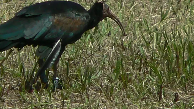 Ibis eremita a Capriolo