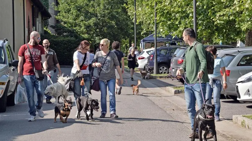 Passeggiata a sei zampe
