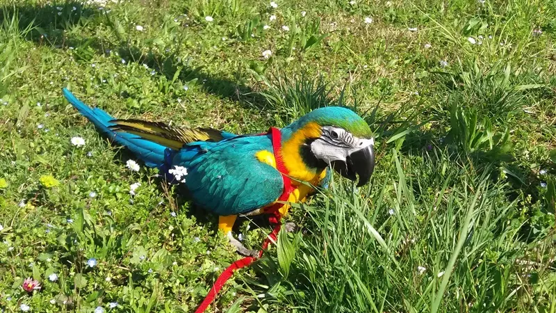 Il pappagallo Ricky con i suoi padroni