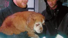 Il cane caduto nel pozzo