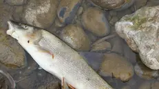 Un pesce morto nelle acque del Chiese