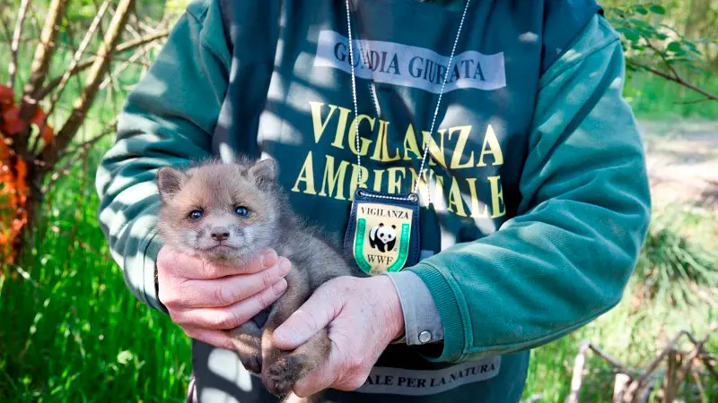 I quattro volpacchiotti salvati dal Wwf