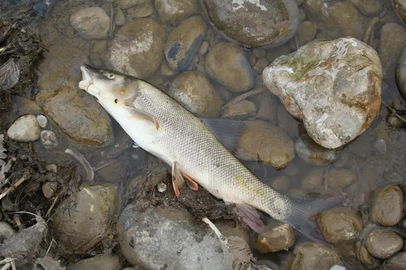 I pesci morti nel fiume