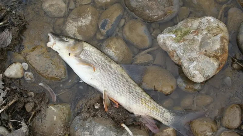 I pesci morti nel fiume