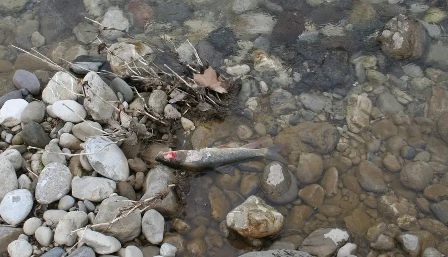 I pesci morti nel fiume