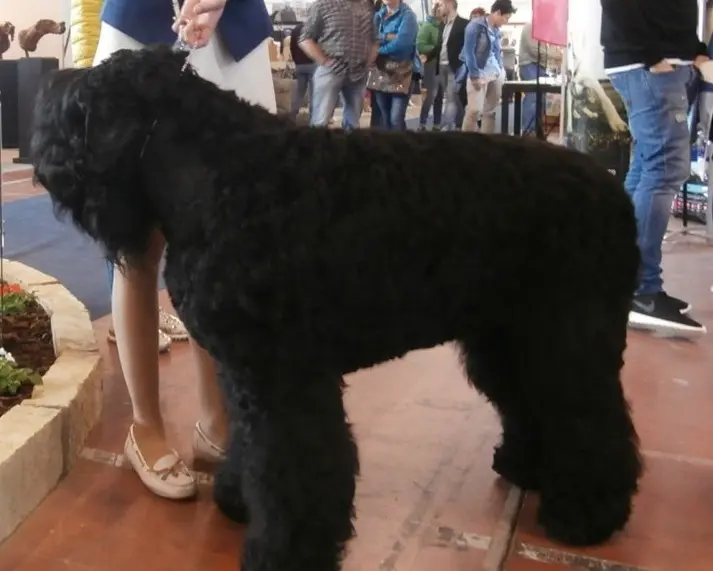 I cani al Centro fiera di Montichiari