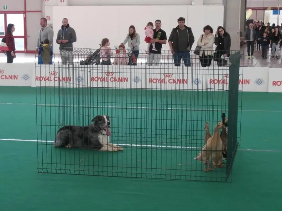 I cani al Centro fiera di Montichiari