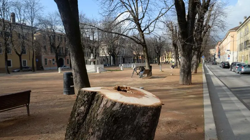 Il taglio degli alberi in centro città