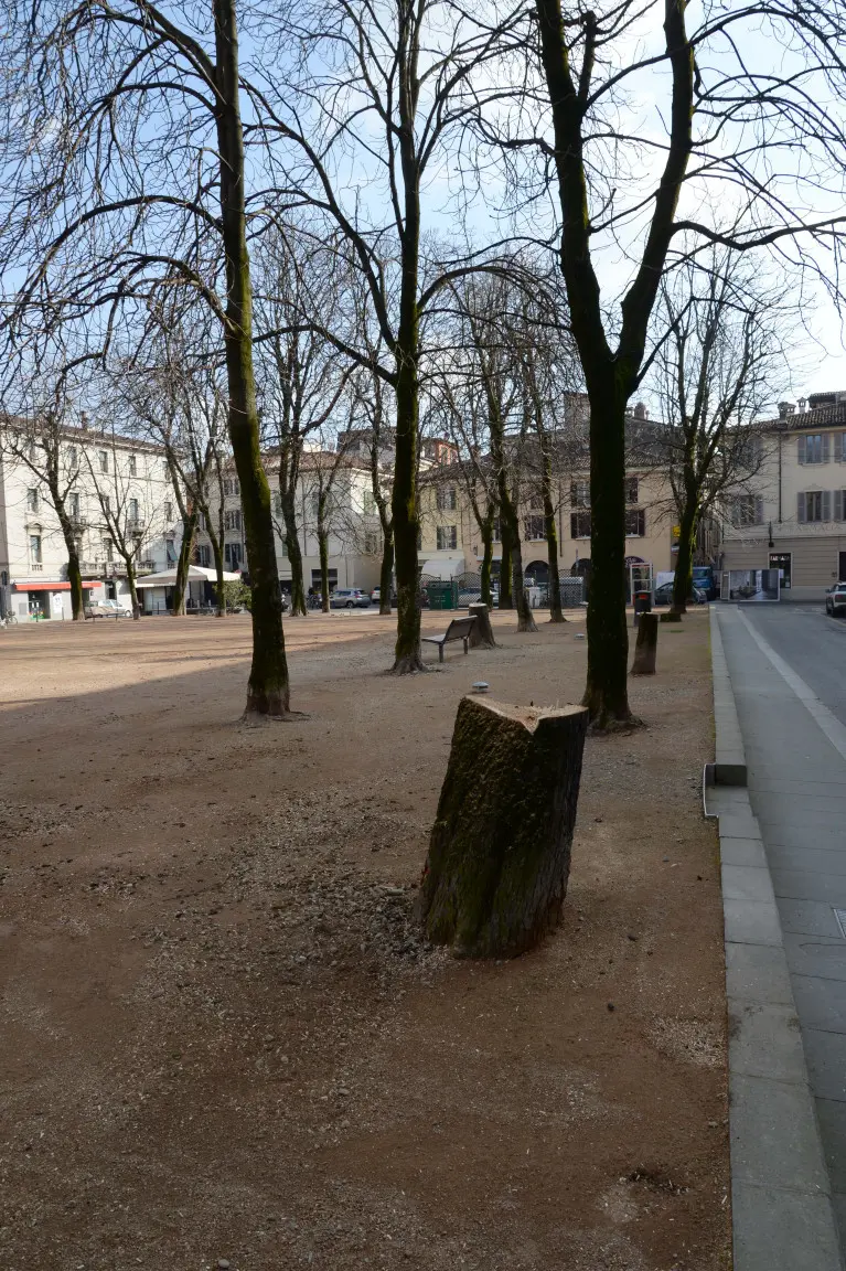 Il taglio degli alberi in centro città