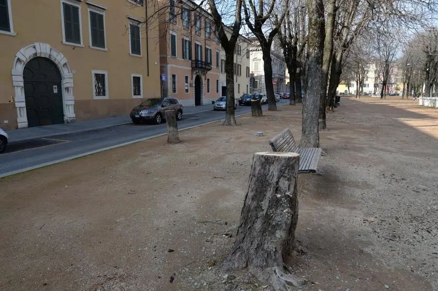 Il taglio degli alberi in centro città
