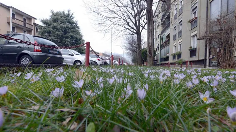 Fioriture premature in città