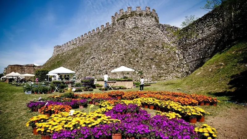 Fiori nella Rocca