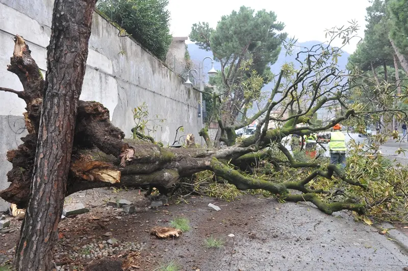 L'albero caduto a Iseo